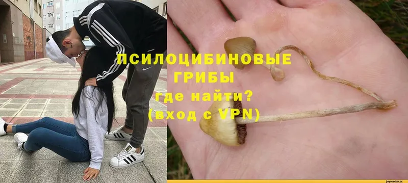 Галлюциногенные грибы Magic Shrooms  Козьмодемьянск 